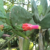 Opuntia cochenillifera (L.) Mill.